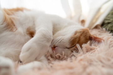 窓辺で眠る可愛い猫　茶トラ白