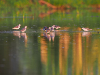 Common greenshank, Tringa nebularia, bird foraging in wetlands