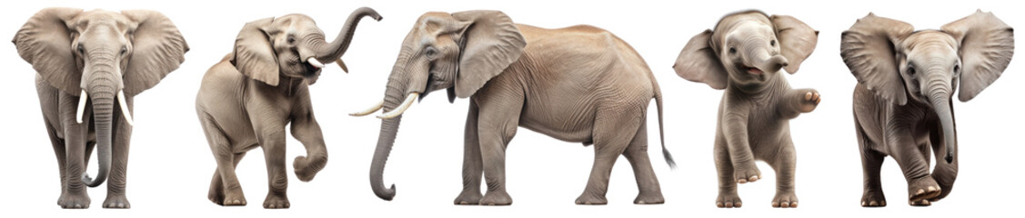 Obraz premium PNG Majestic elephants in diverse poses, isolated element set, transparent background