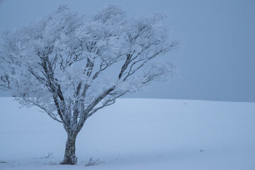 美しい霧氷の木