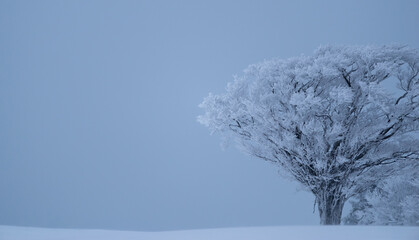 美しい霧氷の木