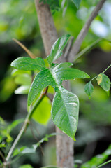 Philodendron pedatum Glad Hands or ARACEAE , Philodendron plantand rain droplet