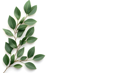 Floral corners with green twigs of ruscus and a frame isolated on white or transparent background