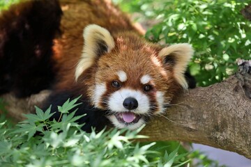 木の上で笑うレッサーパンダ