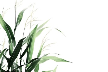 Fototapeta premium A corn plant on a white background with shadow