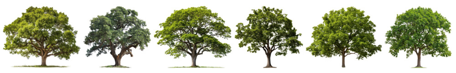 Oak tree png cut out element set, transparent background