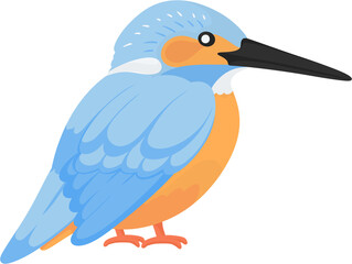 illustration kingfisher