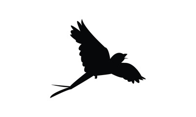 Flying Scissor Tailed Flycatcher  Bird Silhouette Design  And Vector Illustration. 