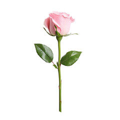 Fototapeta premium Single Pink Rose with Green Stem and Leaves