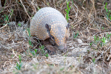 Ein Sechsbinden-Gürteltier laufend in der Frontale
