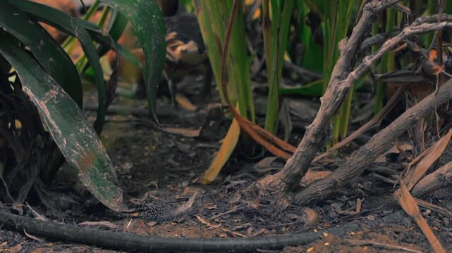 plumed whistling duck