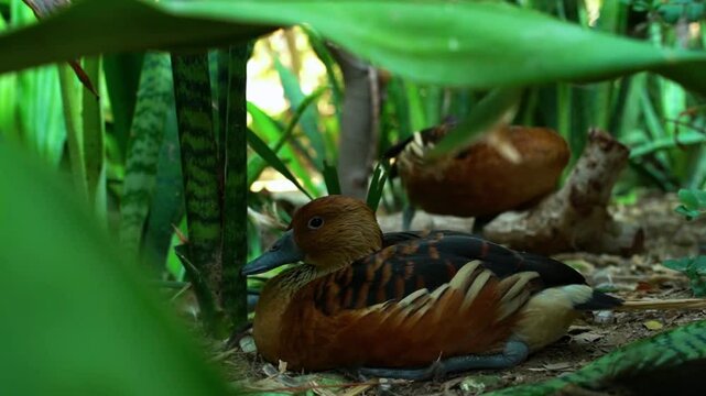 plumed whistling duck