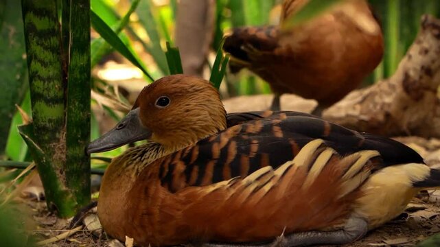 plumed whistling duck