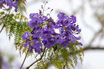 Eine violette Jakaranda Dolde mit Blüten vor hellgrauem Hintergrund