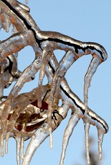 Icicle Frozen Branches