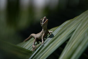 Gilbert's Dragon soaks up the tropical sun in Darwin, Northern Territory