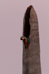 Ein Gelbbrustara schaut aus seiner Bruthöhle in einer abgestorbenen Palme