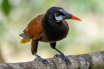 Ein Montezumastirnvogel in der Seitenansicht auf einem Ast sitzend freigestellt vor hellgrünem Hintergrund