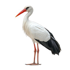A graceful stork with a long beak and elegant plumage.