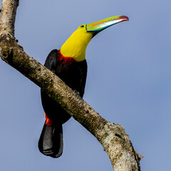 Ein freigestellter Fischertukan frontal auf einem Ast sitzend vor blauem Himmel © HPE
