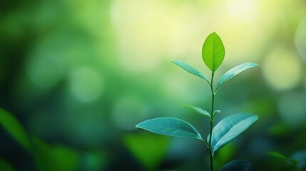 Soft Green Gradient Background with Natural Plant Element