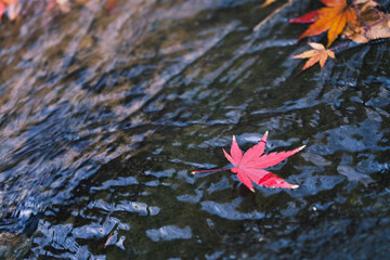 水面の紅葉