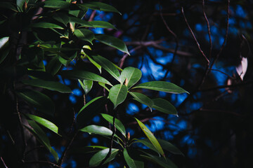 Fototapeta premium 月桂樹
