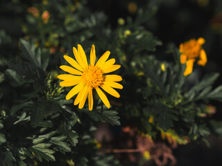 ユリオプスデージー