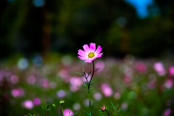 Fototapeta premium コスモス