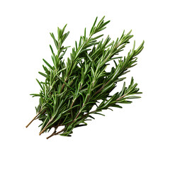 Fototapeta premium Fresh Rosemary Sprigs Transparent Background.