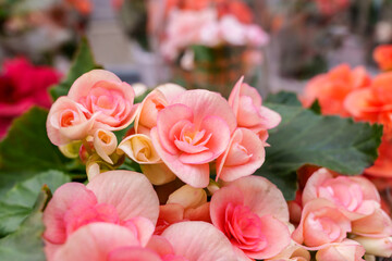 Close-up of a pink rose flower in bloom