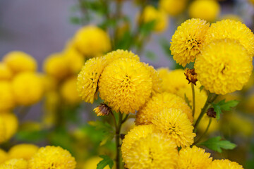 Close-up of yellow dahlia flowers in bloom