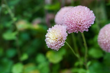 Close-up of pink dahlia flowers in bloom