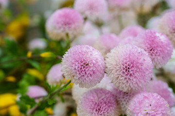 Close-up of pink dahlia flowers in bloom