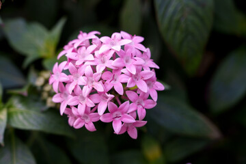 Close-up of pink Pentas lanceolata flowers in bloom