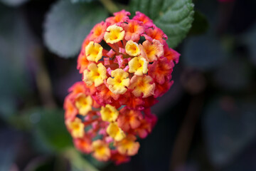 Close-up of colorful lantana flowers in bloom