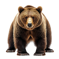 Fototapeta premium A realistic depiction of a standing bear in a natural pose.