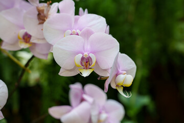 Close-up of a blooming white orchid (Phalaenopsis)
