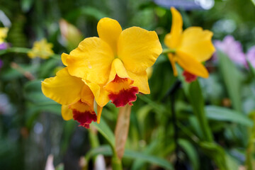 Obraz premium Close-up of a blooming yellow orchid (Phalaenopsis)