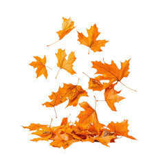 Fototapeta premium Burst of Orange Autumn Leaves Scattered Naturally