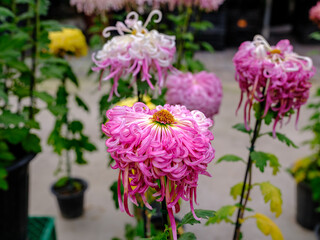 Fototapeta premium Close-up of purple chrysanthemum flowers in bloom