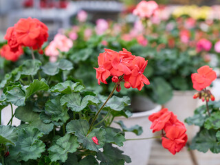 Close-up of red geranium flowers in bloom