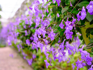 Garden with purple streptocarpus flowers in bloom