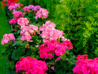 Close-up of pink geranium flowers in bloom
