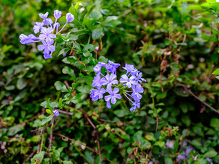 Close-up photo of blue Plumbago auriculata flowers in bloom