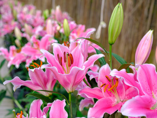 Close-up of pink Lovina lily flowers in bloom