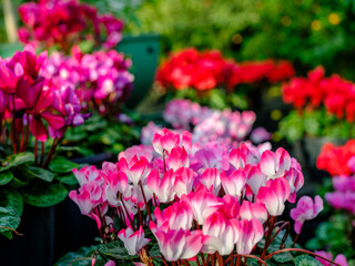 Close-up of blooming pink cyclamen flowers