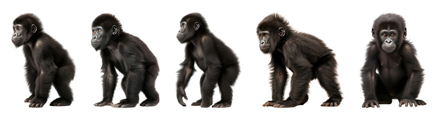 Fototapeta premium PNG Gorilla growth stages depicted beautifully, element set on transparent background