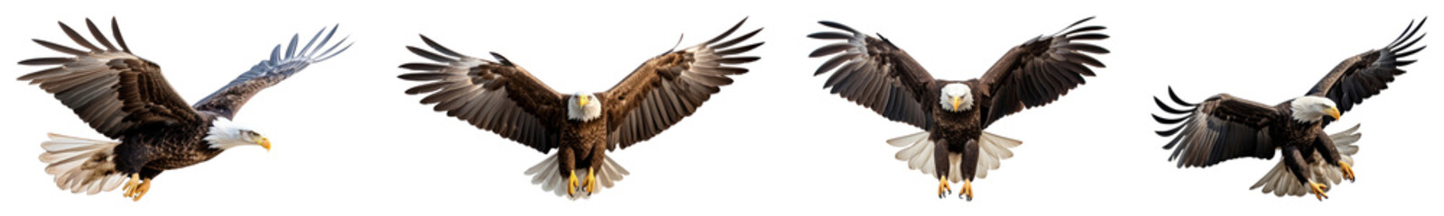 Obraz premium PNG Majestic eagles soaring gracefully, element set on transparent background