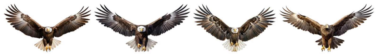 Obraz premium PNG Majestic eagles soaring gracefully, element set on transparent background
